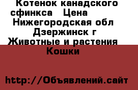 Котенок канадского сфинкса › Цена ­ 6 000 - Нижегородская обл., Дзержинск г. Животные и растения » Кошки   